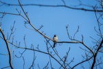Black-capped Chickadee