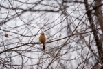 Northern Cardinal