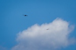 Soaring Eagles