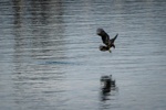 Eagle with lunch
