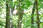 Scarlet Tanager